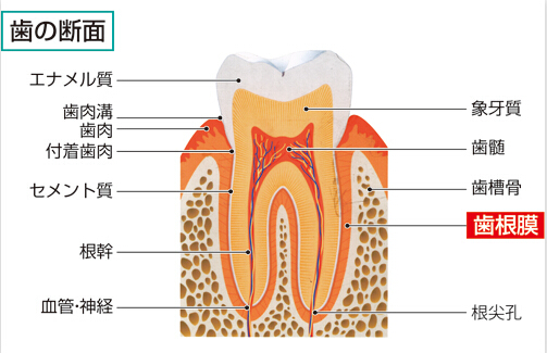 歯根膜炎 歯根膜炎