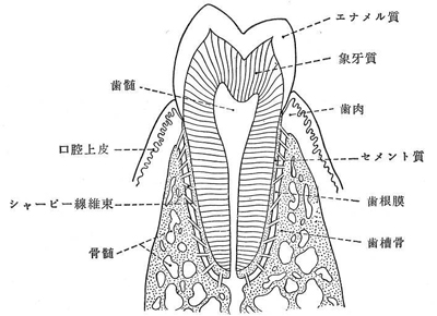 歯の痛み 歯の痛み